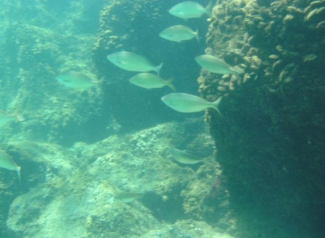 Gruissan 的热带地区 